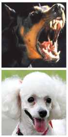 AutoNews Dogs_Right