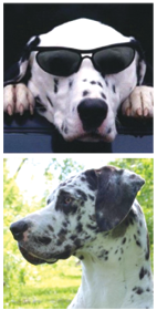 AutoNews Dogs_Right